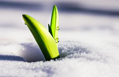 Illustration thawing - Image 1