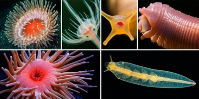 Illustration peristome - Image 1