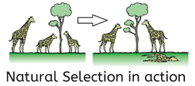 Illustration selection - Image 2