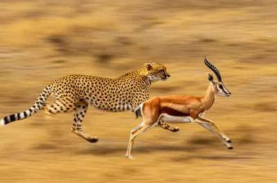 Illustration crisper - Image 1