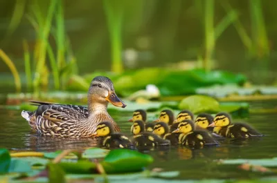 Illustration feature - Image 1