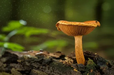 Illustration sporophore