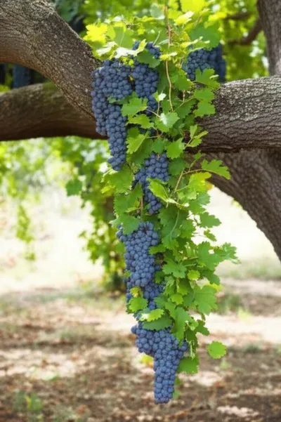 Illustration overhung - Image 1