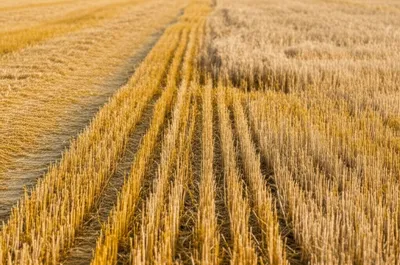 Illustration cropped - Image 1