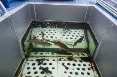 Illustration wells - Image 1