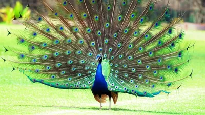 Illustration displaying - Image 1