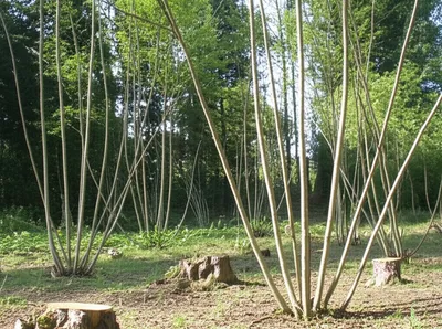 Illustration coppice - Image 1