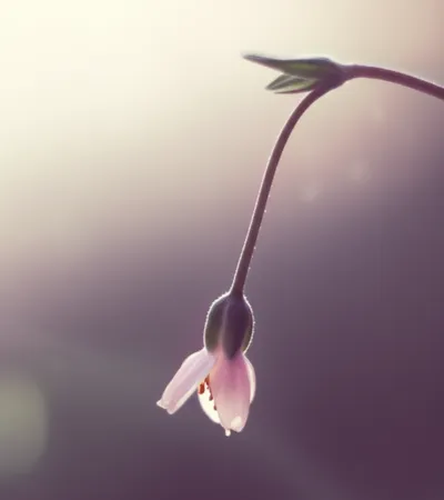 Illustration ab - Image 1