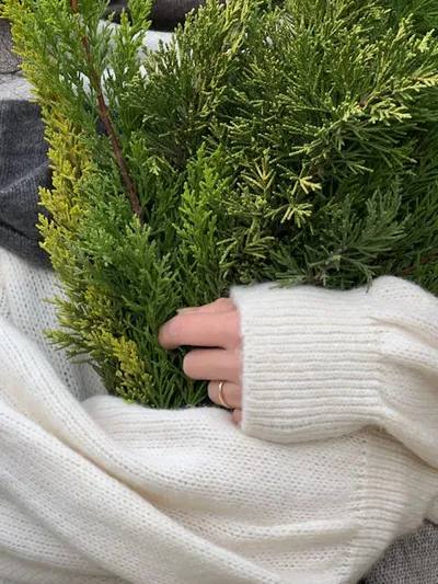 Illustration thuya - Image 2