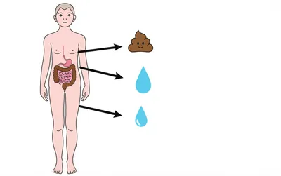 Illustration excretes