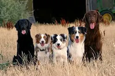 Illustration kennel - Image 2