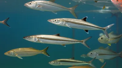 Illustration corvina - Image 1