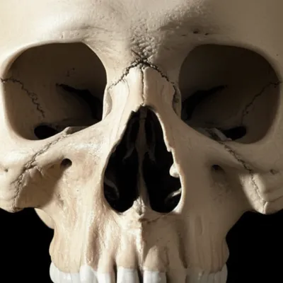 Illustration sills - Image 1