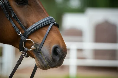 Illustration mouths - Image 1