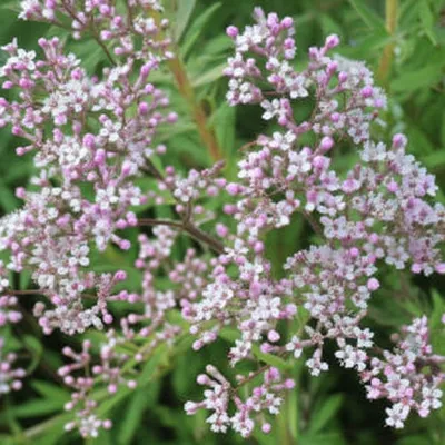 Illustration gypsophila