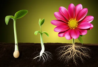 Illustration becoming - Image 1