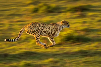 Illustration dynamic - Image 1