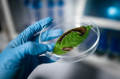 Illustration lesions - Image 1