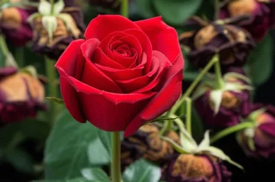 Illustration beauties - Image 1