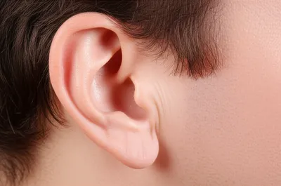 Illustration auricles - Image 1