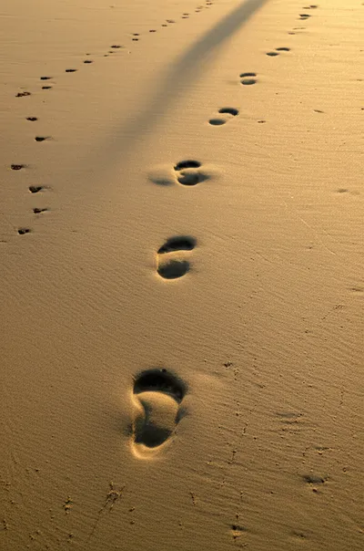 Illustration followers