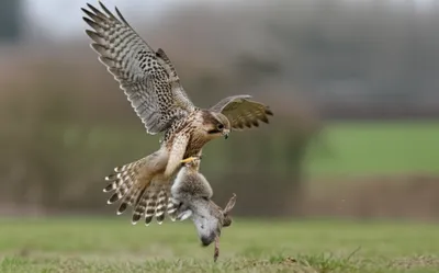 Illustration ruffed - Image 1