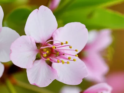 Illustration blooms - Image 1