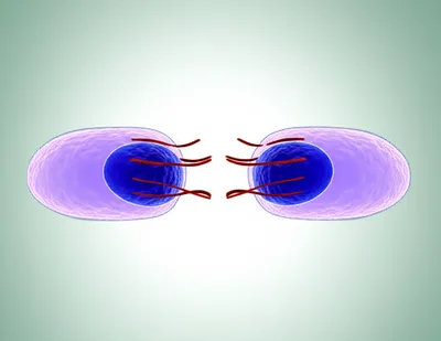 Illustration divide - Image 1