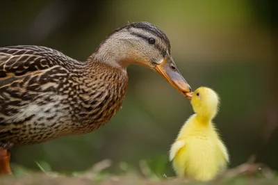 Illustration ducks - Image 1