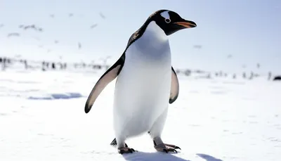 Illustration flightless