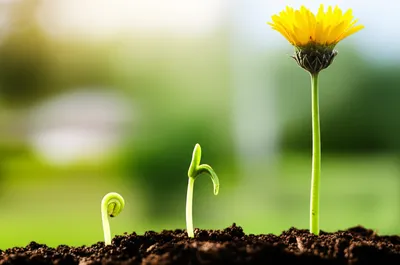 Illustration blossoming - Image 1