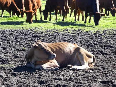 Illustration downer - Image 1