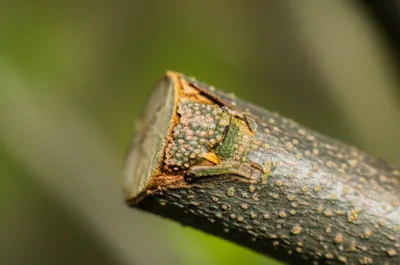 Illustration callous - Image 1