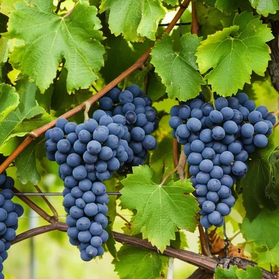 Illustration grape - Image 1