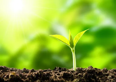 Illustration becomes