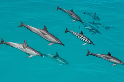 Illustration spotter - Image 1