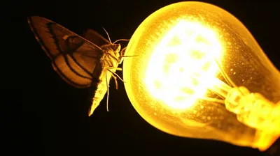 Illustration suckers - Image 1