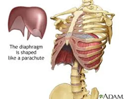 Illustration diaphragm - Image 2
