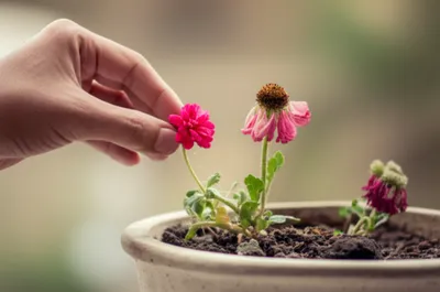 Illustration gentler - Image 1