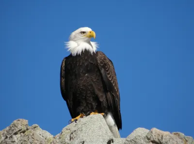 Illustration pinnate - Image 1