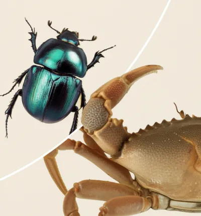 Illustration exoskeletons