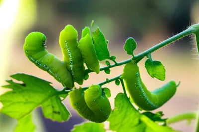 Illustration hornworms - Image 1