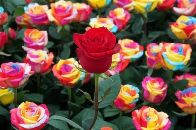 Illustration selves - Image 1