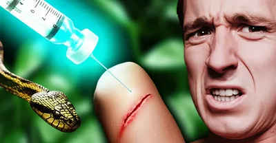 Illustration antivenins