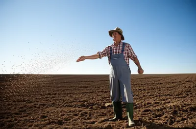 Illustration sowing - Image 1