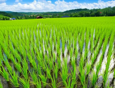 Illustration paddy - Image 1