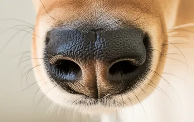 Illustration nose - Image 1