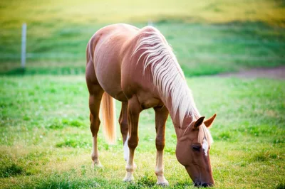 Illustration gelding - Image 1