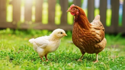 Illustration fryer - Image 1