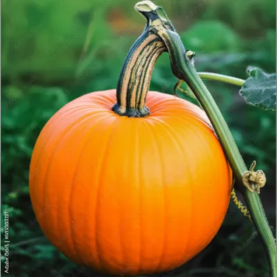 Illustration pumpkin - Image 1